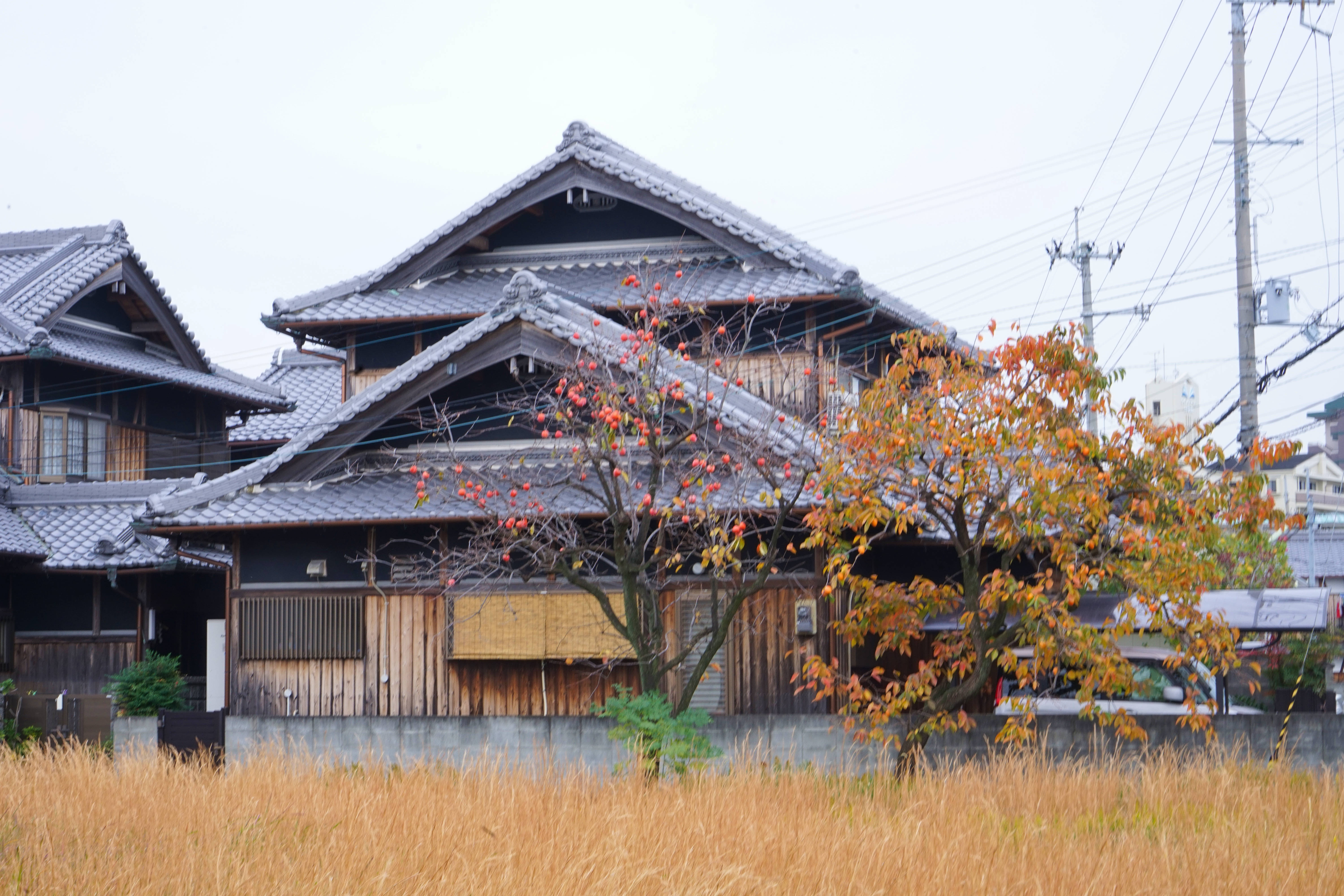 “山川异域，风月同天”雪中送炭的日本风景秀美，你会去旅行吗？
