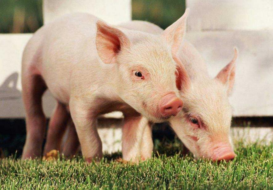 小猪拉稀是不是多喝水就不会脱水,小猪严重拉稀脱水不吃食用什么药