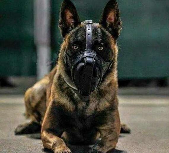 被禁养的狗有狗证也不行吗,马犬成都属于禁养犬吗