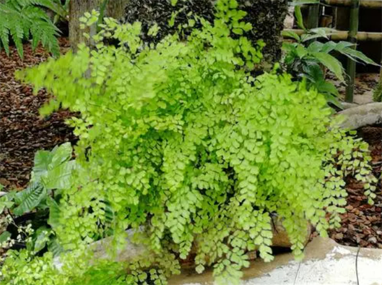 铁线蕨养殖方法和注意事项,铁线蕨如何养爆盆