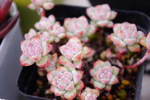 鑺辨埧濮戝澶氳倝閰嶅湡,鑺辨埧濮戝鐜夐湶澶氳倝