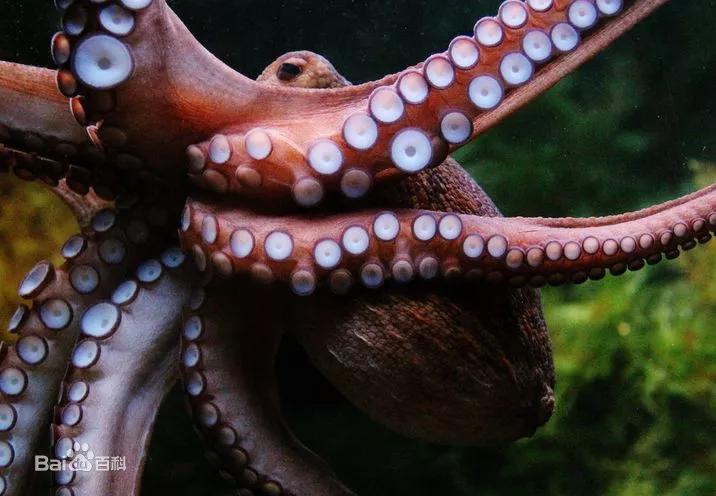 章鱼怎么有11只腕足,章鱼腕足为什么不能吸