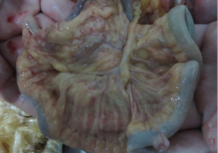 鸡得白血病如何防治,鸡白血病的诊断与防治