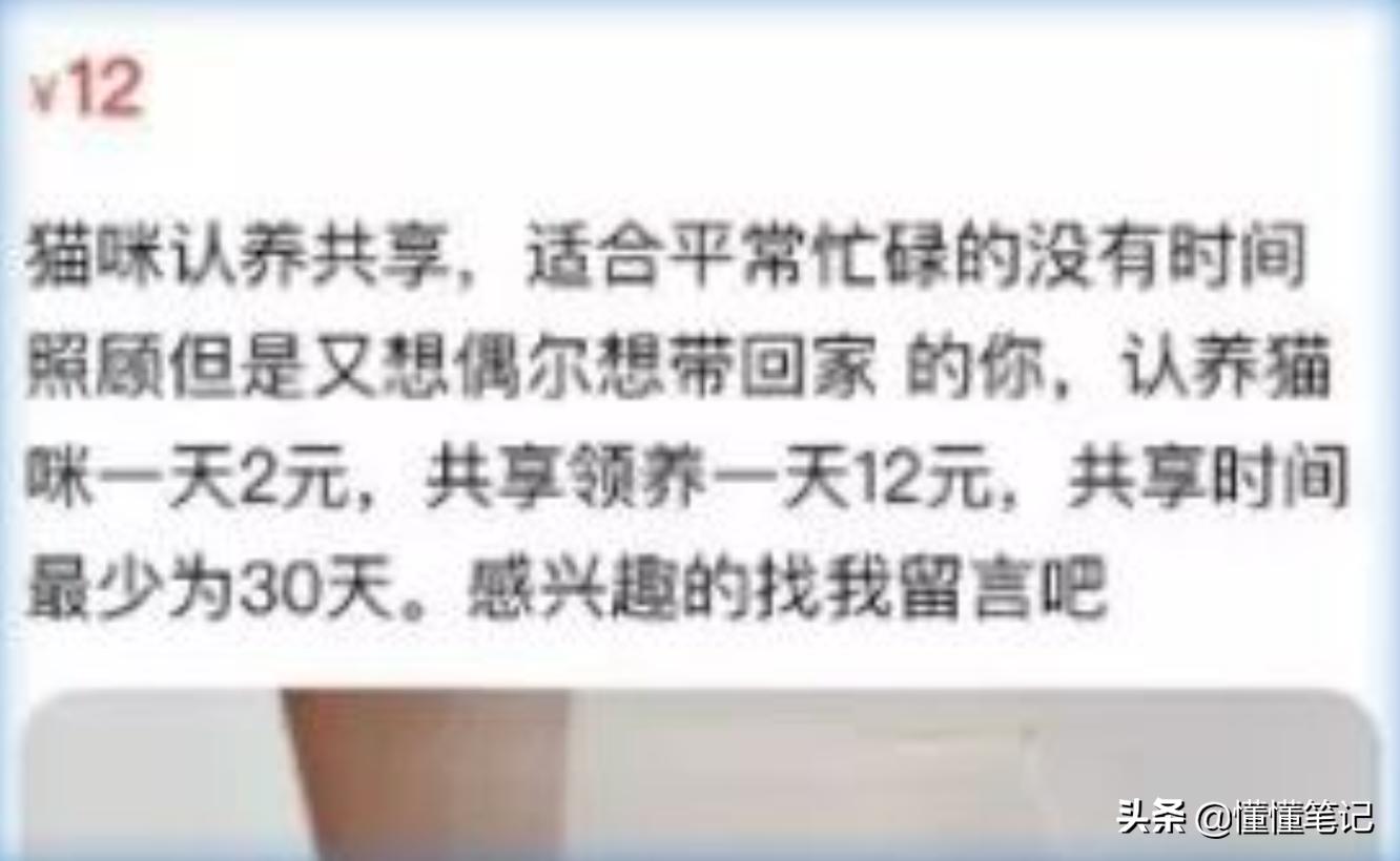 铲屎官一年养猫需要多少钱,铲屎官帮小猫咪做房子