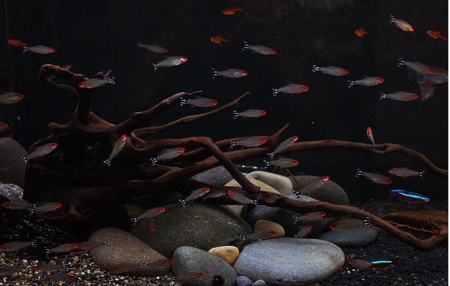 买观赏鱼时怎样挑选到健康的鱼,买鱼店里锦鲤是纯锦鲤吗