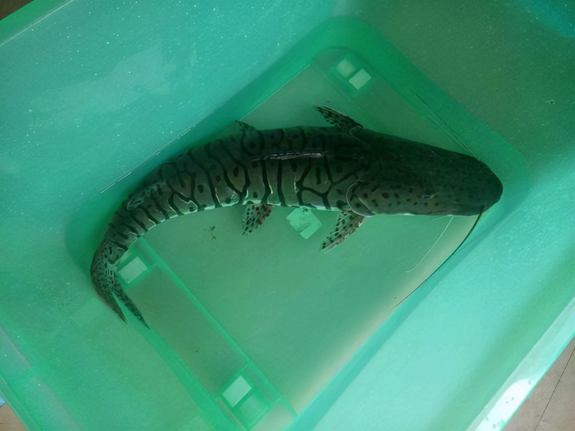 珠江河道出现600斤怪鱼,珠江发现怪鱼是什么鱼