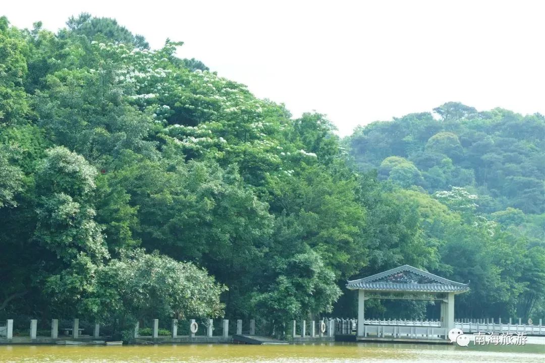 南海惊现“四月雪花”，漫山遍野桐油花开，美呆了！
