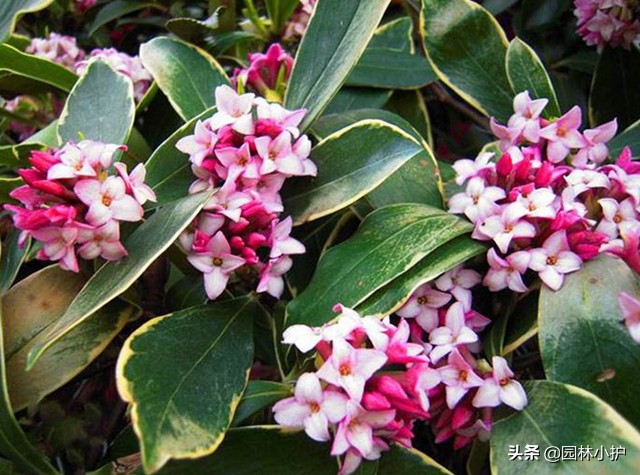 15种室内清新空气花,什么花一年四季都香还适合室内养