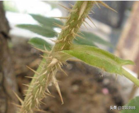 如何判断是月季芽和蔷薇笋,蔷薇笋和月季笋的区别