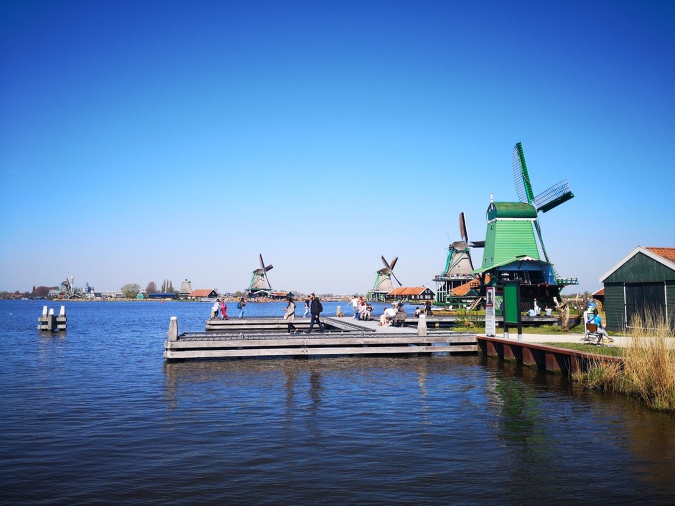 荷兰郁金香一日游攻略,荷兰郁金香旅游