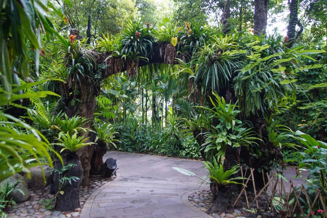 打卡中老铁路,曼听公园网红打卡景点