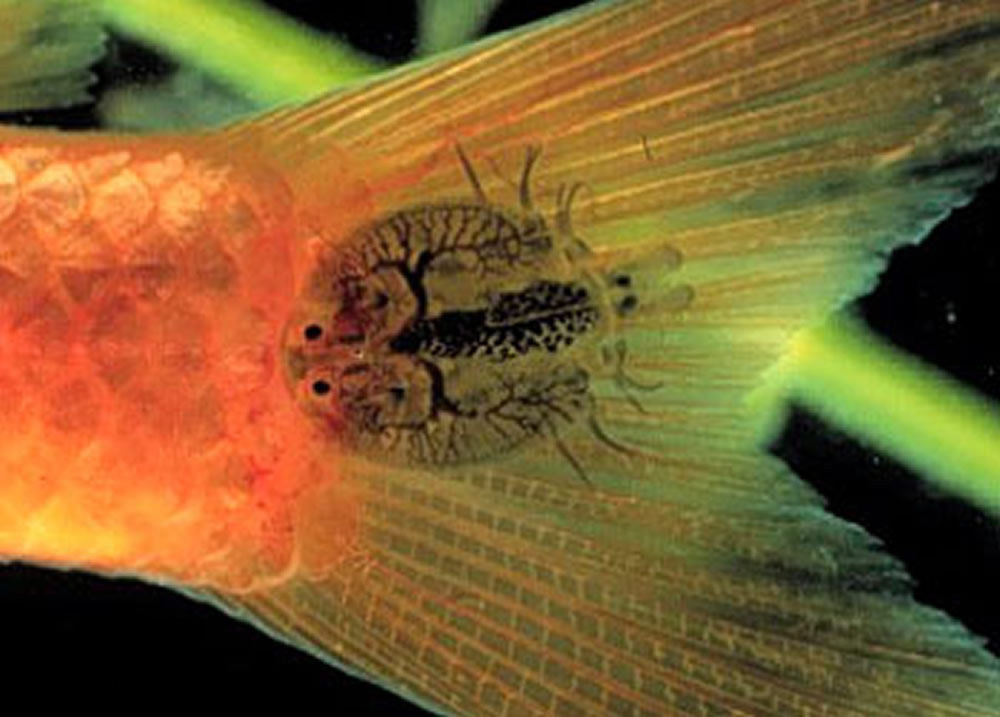 观赏鱼身上有小水珠粘液怎样清除,观赏鱼身上长虫子怎么办