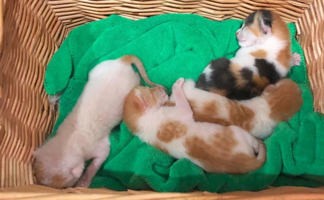 猫咪洗澡前驱虫还是洗澡后驱虫,猫咪体外驱虫和体内驱虫多久一次