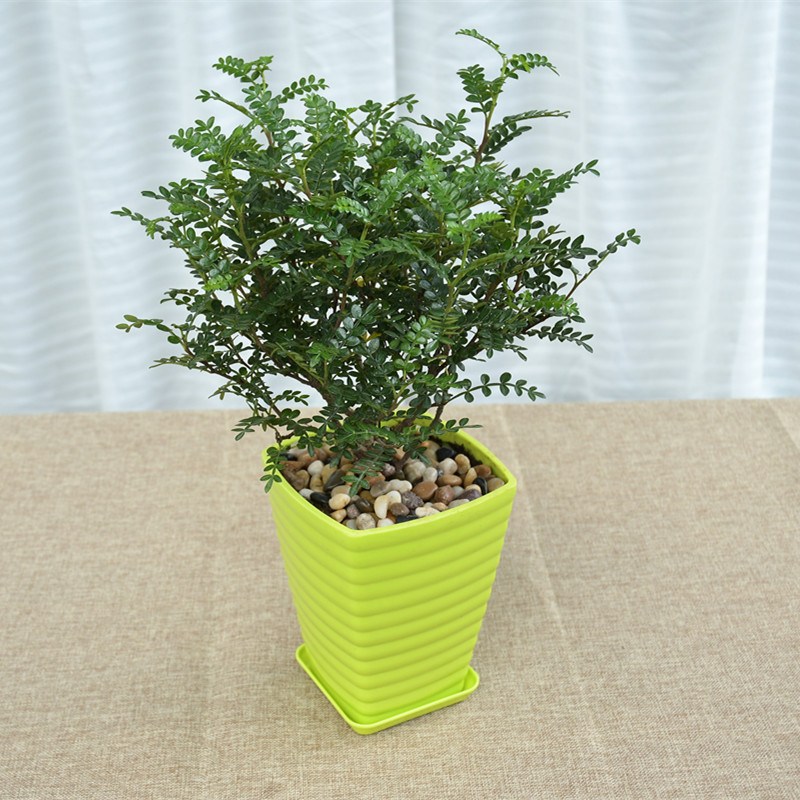 适合阳光暴晒的观叶绿植,适合室内养的高端观叶绿植