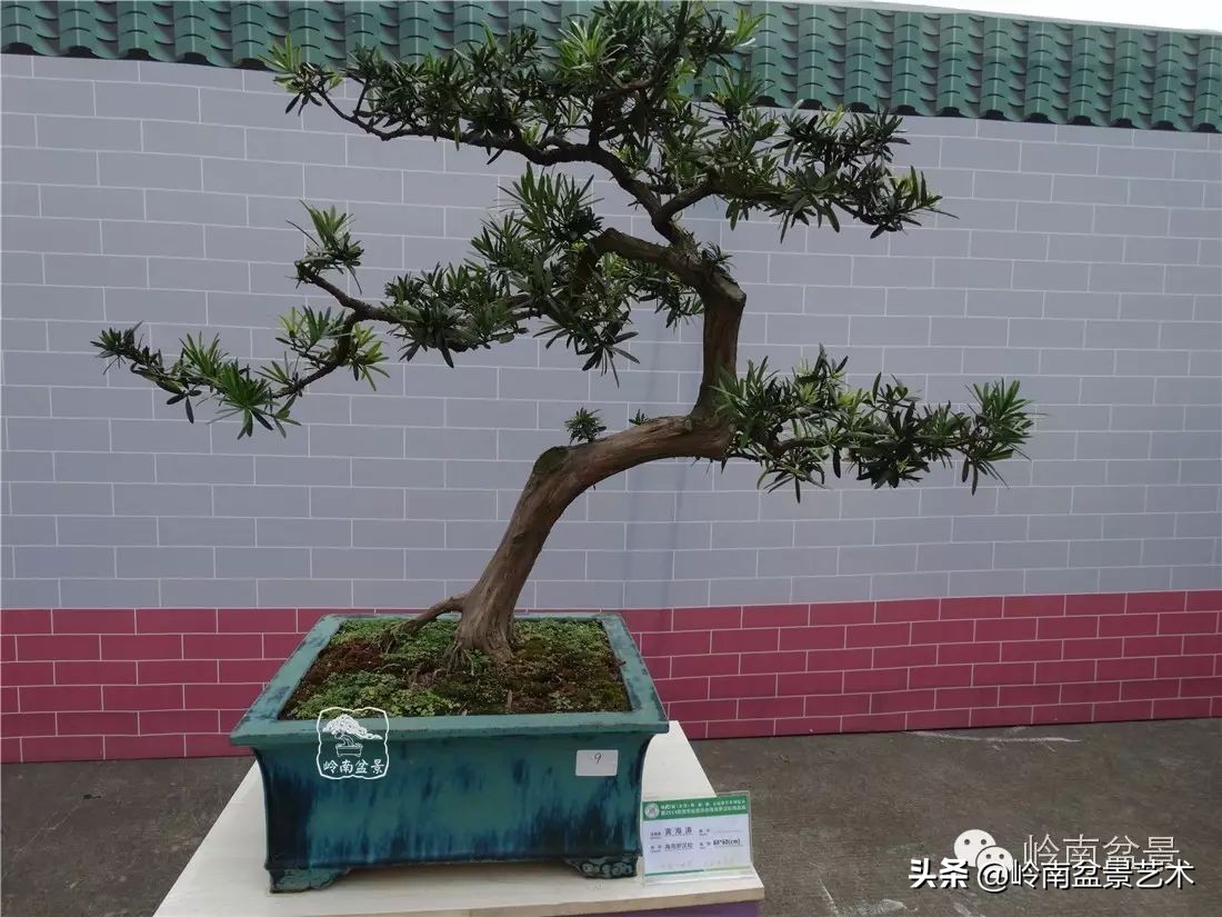 罗汉松盆景开运招财，非其莫属！清风雅韵，当之无愧！