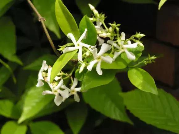 100种百花图谱大全,好书推荐快来领取你的宝藏书单