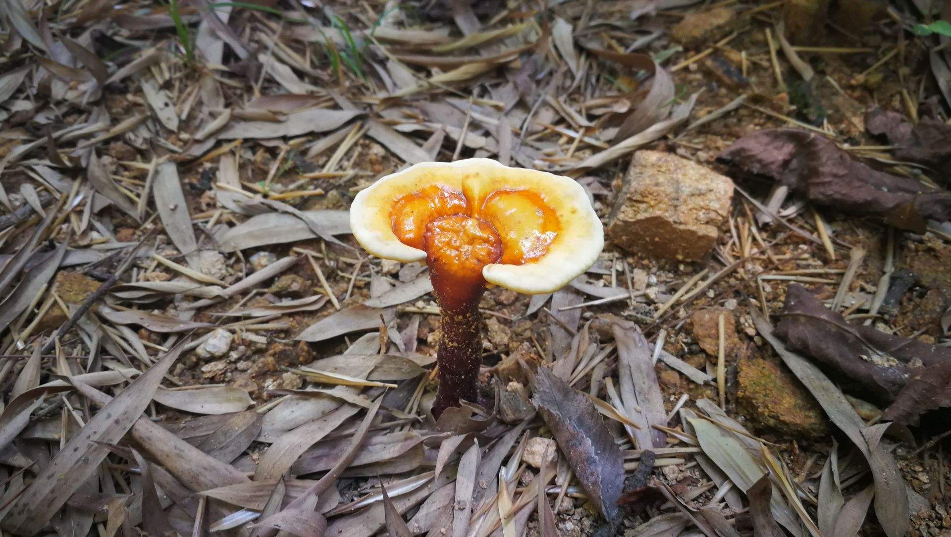 十大名贵山珍排行榜,十大名贵的菜有哪些