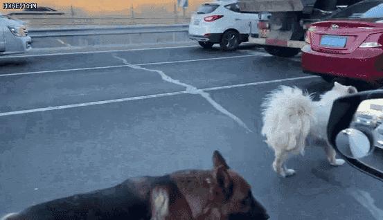 两只狗狗在五环车流中穿梭，前爪脚垫裂开！接下来一幕动人——