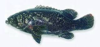 世界顶级海鲜鱼类,史上最完整鱼类海鲜图鉴