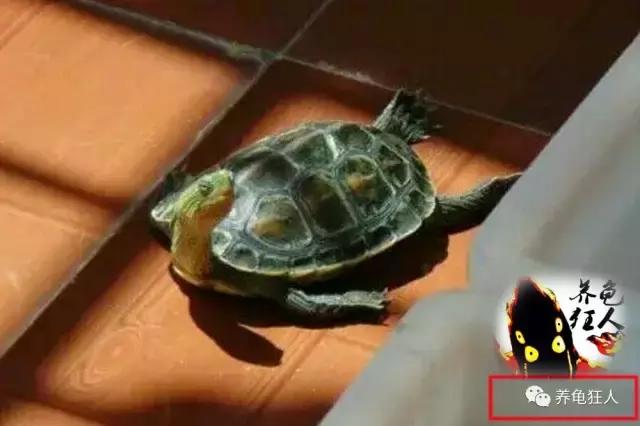 中华花龟和台湾花龟有什么区别,斑纹草龟和普通草龟的区别