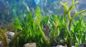 9.9恋爱游戏,9.9分恋爱番