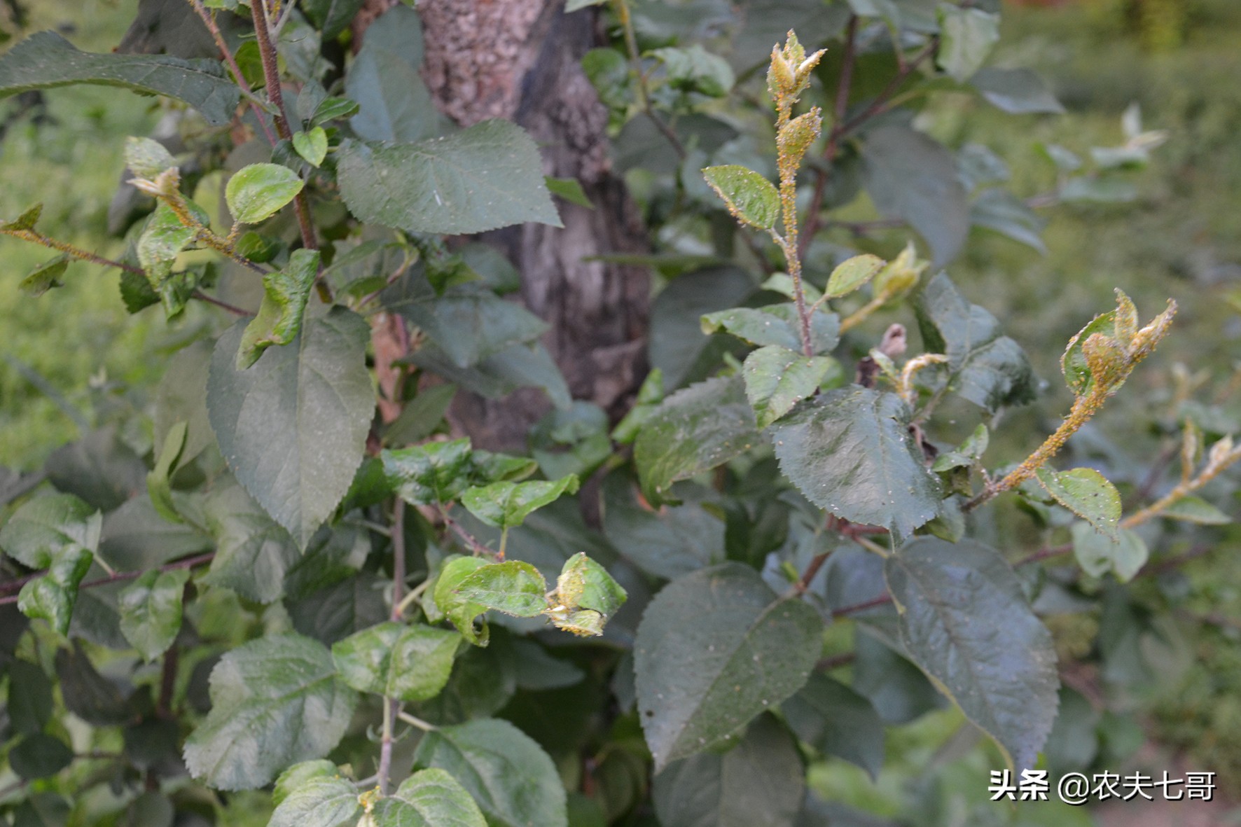 苹果蚜怎么防治,苹果黄蚜用什么药最好