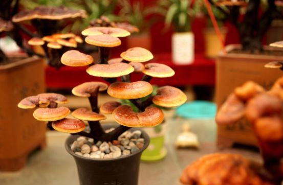 西安三桥附近哪里有花卉市场,西安北二环大明宫花卉市场地址