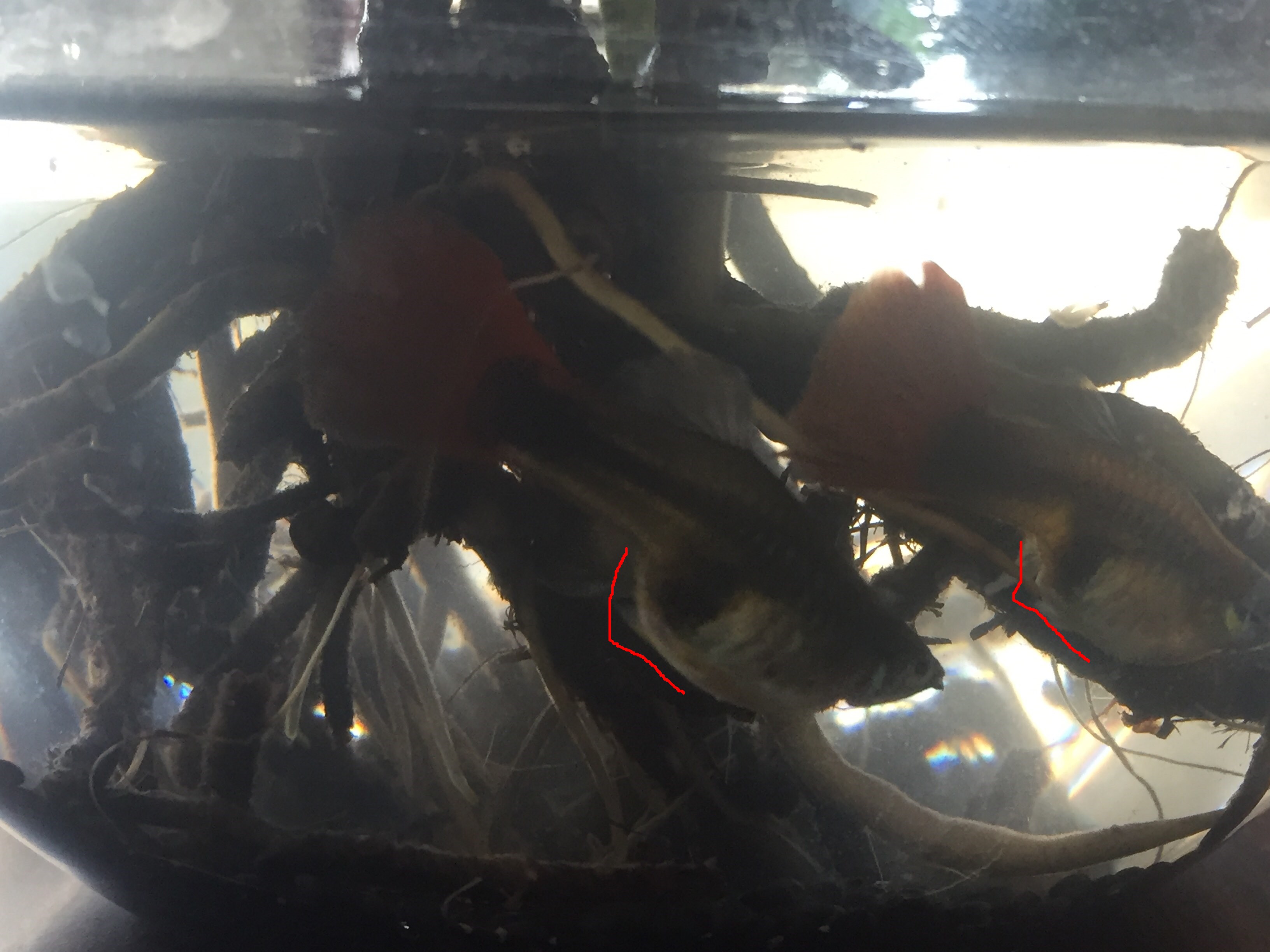 孔雀鱼怎么繁殖需要注意什么,孔雀鱼如何繁殖比较好