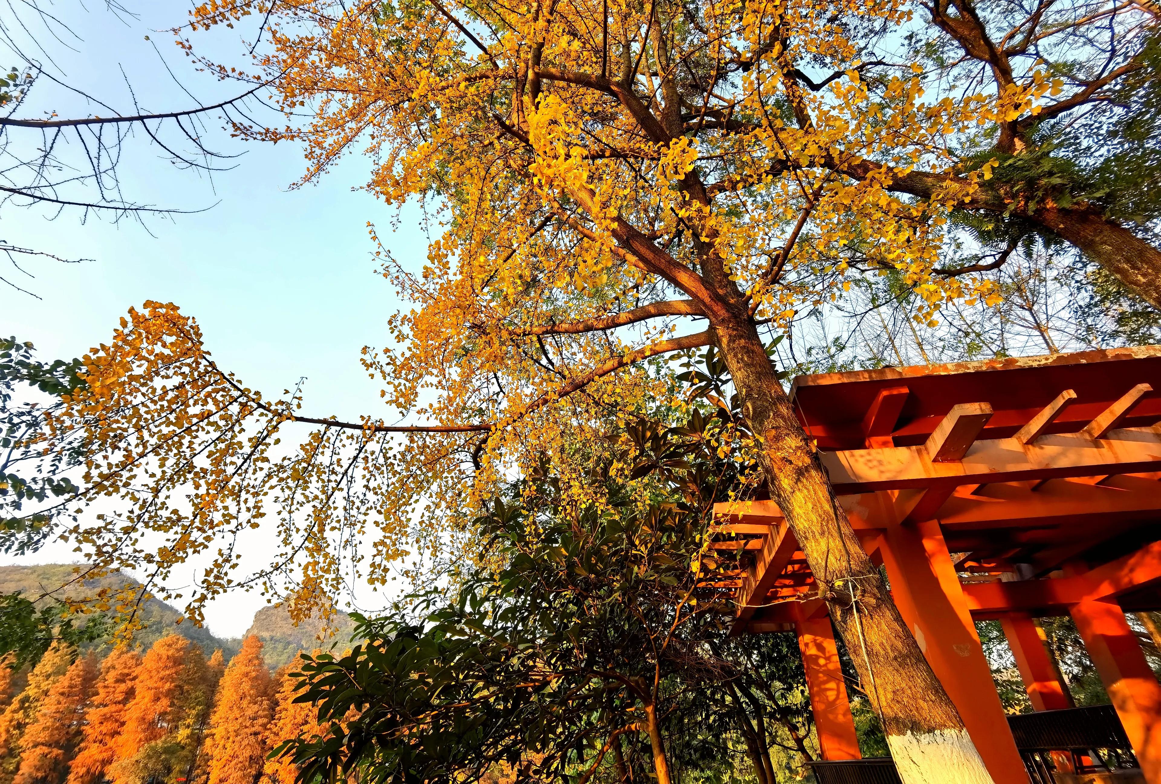 桂林：冬季到桂湖来看景