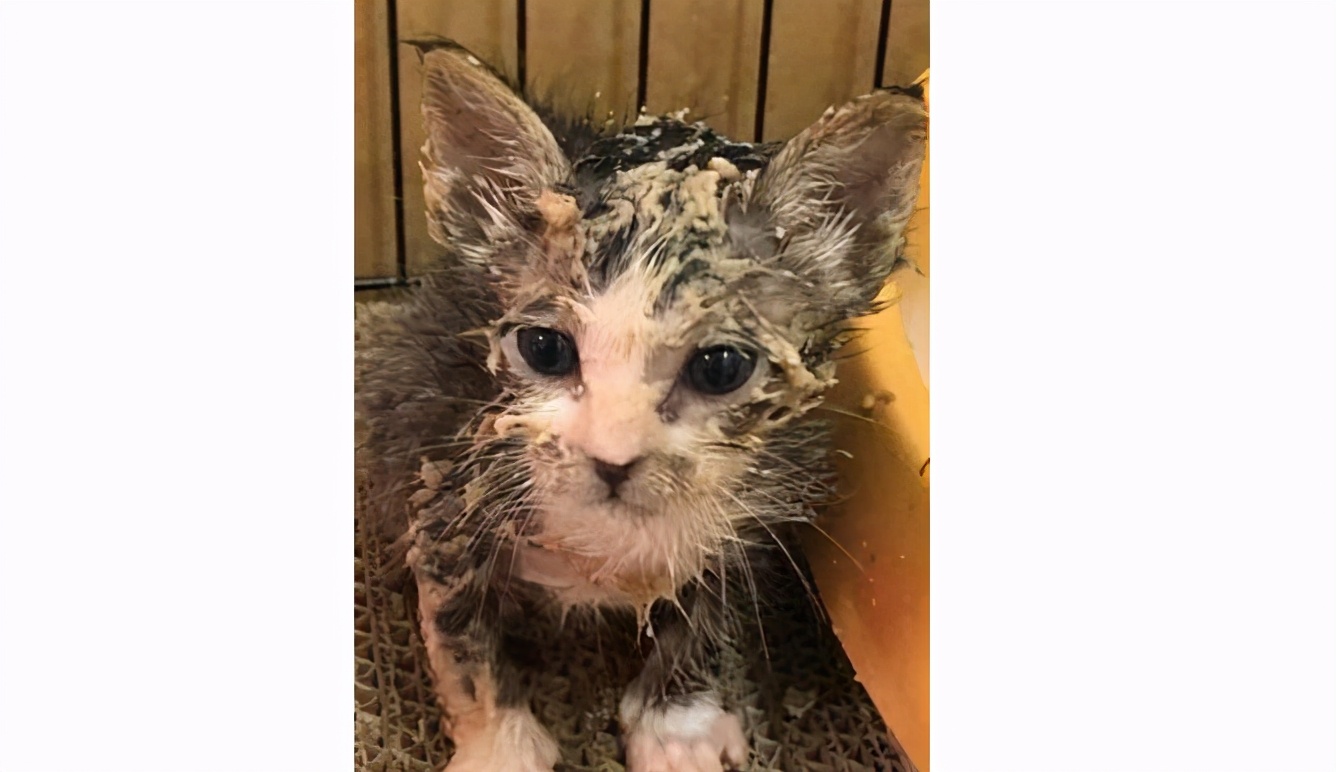 家里养的宠物猫咪需要洗澡吗,猫咪怎么养才不爬床