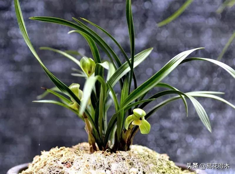 春兰大富贵春剑大富贵区别,春兰大富贵vs春剑大富贵