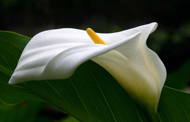 剪马蹄莲的方法,马蹄莲怎么剪枝好看图片