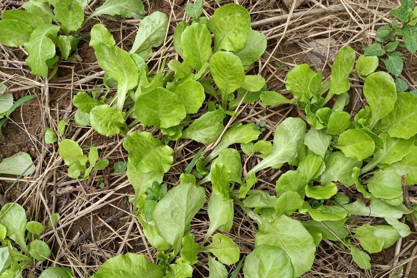 小白菜刚出苗就长虫怎么办,小白菜长虫子什么方法消灭