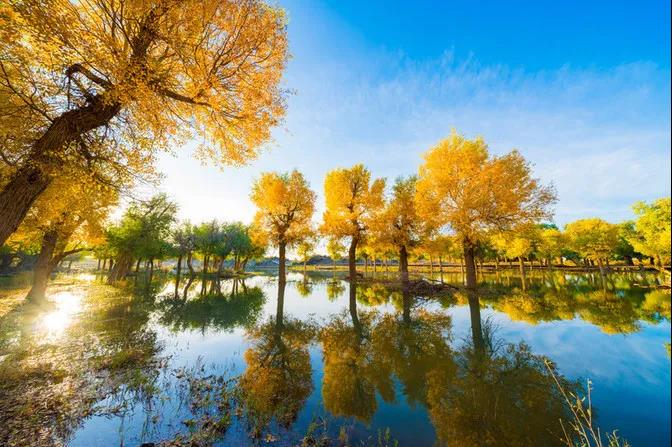 额济纳旗住宿一般多少钱,国庆额济纳旗胡杨林攻略