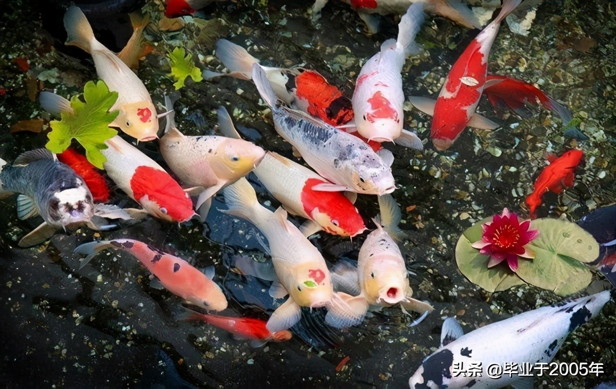 大连近海常见鱼类图鉴,大连哪里可以垂钓淡水鱼