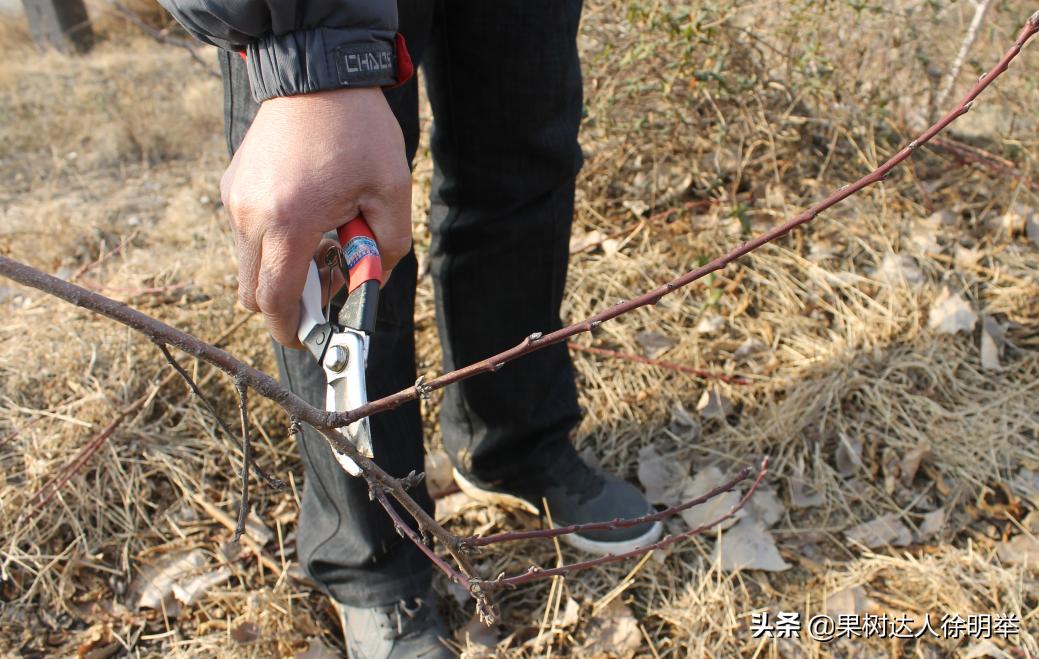 桃树修剪不长高,从没修剪过的老桃树复壮修剪