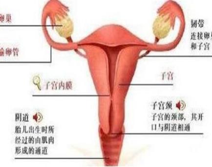 产后肚子还是大为什么,产后肚子还是圆鼓鼓的怎么办