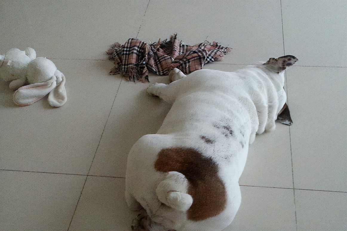 英国斗牛犬体臭味太大怎么办,英国斗牛犬泪痕严重