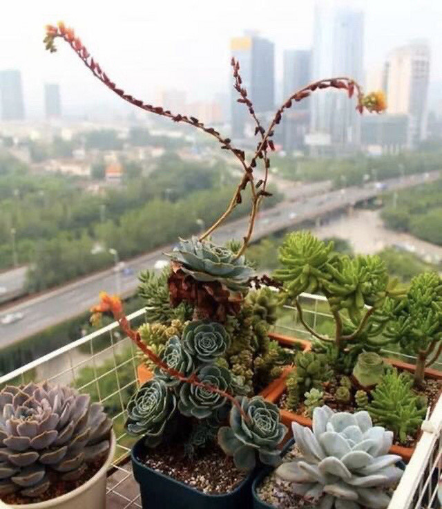 多肉开花了舍不得剪掉,多肉开花是去还是留