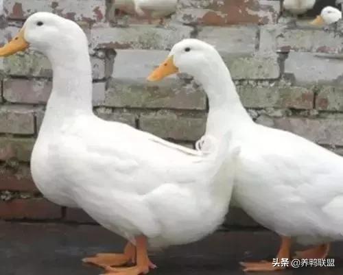 肉鸭养殖行情,肉鸭养殖前景及市场行情