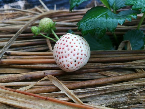 农村目前最有发展空间致富项目,农民工回乡创业有什么项目