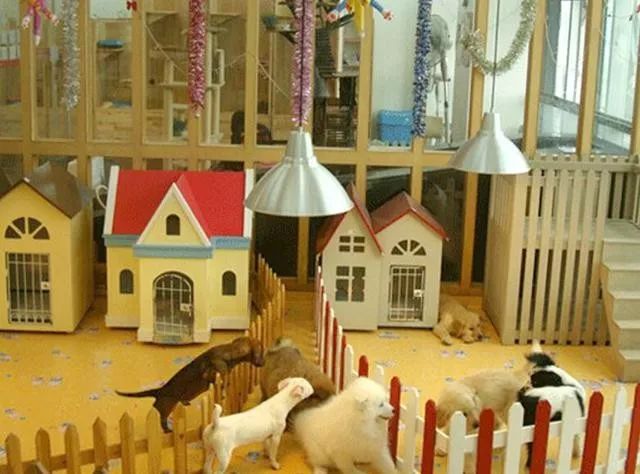 宠物医院会越来越赚钱吗,宠物医院为什么这么会赚钱