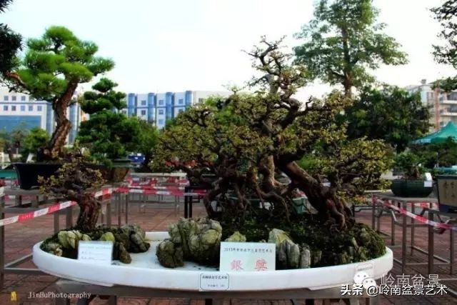 黄圃镇花店,花乡花卉绿植区