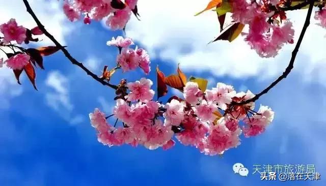 天津桃花堤开放吗,天津桃花堤桃花什么时间开花