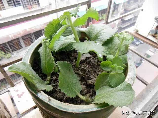 薄荷不用盖土,薄荷能插枝养吗