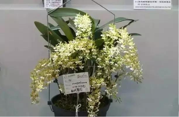 极品中的精品兰花,带你回忆天价兰花蕙兰篇