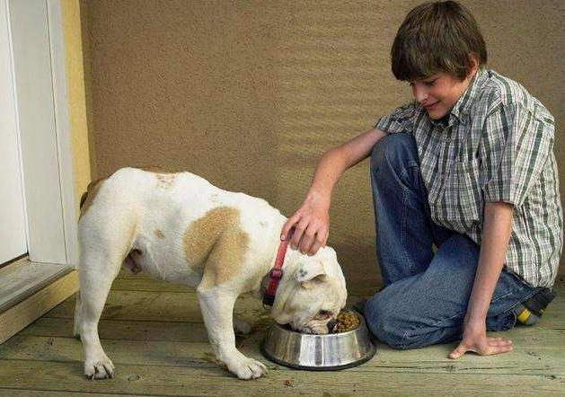 狗狗这五个症状表明该驱虫,狗狗所有危险症状