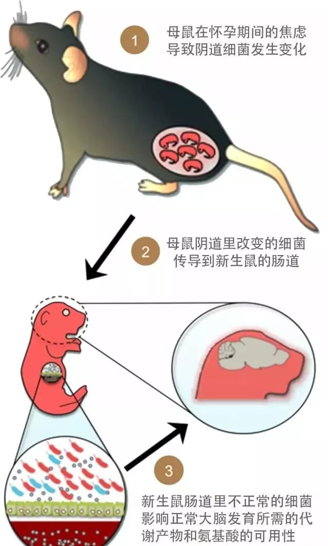 微生态育儿新时代知识37—39