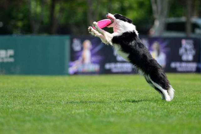 公狗与母狗有什么区别,公狗跟母狗有什么区别吗