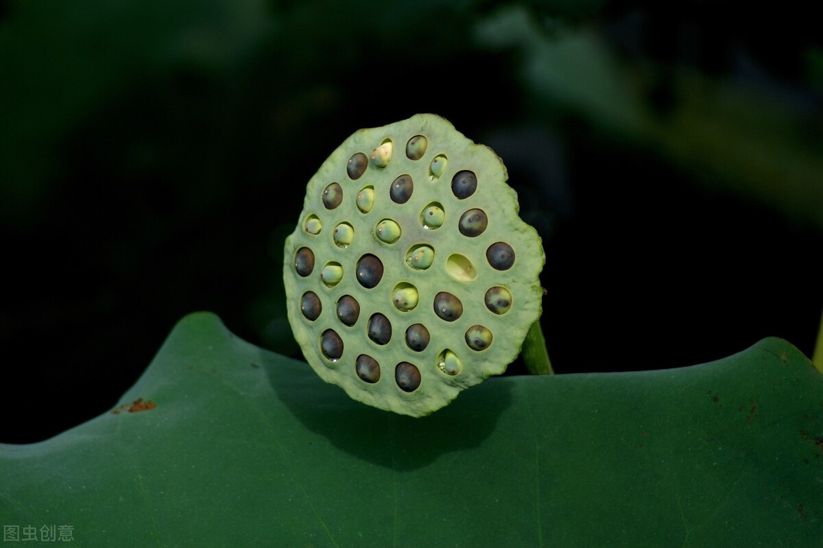 荷花怎么拍好看又有创意视频,教你拍摄荷花的四个意境